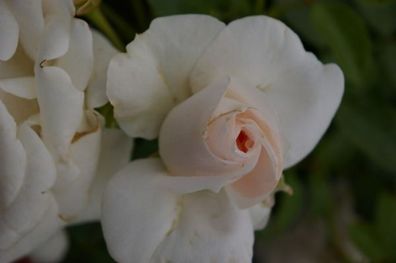 Beetrose Aspirin Rose® weiß Tantau-Rosenzüchtung