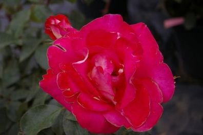 Beetrose Heimatmelodie® rosaweiß Duft+ Tantau-Rose