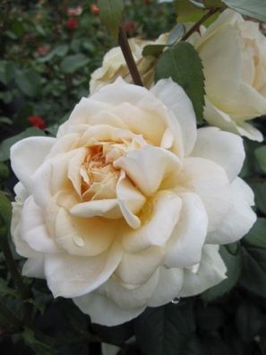 Beetrose Märchenrose Lions Rose® cremeweiße Kordes ADR Rose Duft+