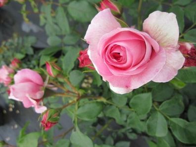 Beetrose Märchenrose Rosenfee® leicht pinkfarbend Duft + +