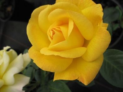 Beetrose Rosa Arthur Bell® kräftig gelb Duft + +