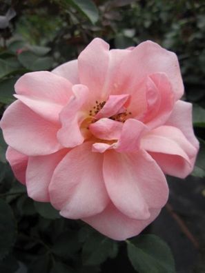 Beetrose Rosa Randers® apricot-rosa Poulsen-Rosen 2002