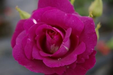Beetrose Rhapsody in Blue® Cawlishaw-Rose purpurviolett Duft + +
