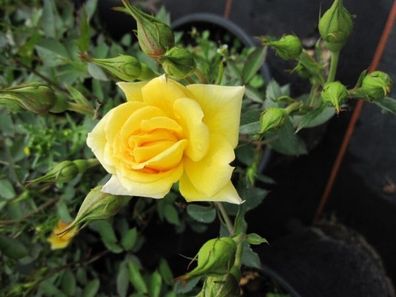 Beetrose Rise 'n Shine® goldgelbe Meilland-Rose 40cm