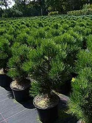 Bosnische Zwergkiefer Malinki - Pinus leucodermis Malinki 25-30cm