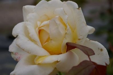 Edelrose Rosa Caroline Victoria® cremefarbend Duft + + 40cm