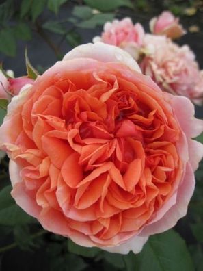 Edelrose Rosa Chippendale® Nostalgierose pfirsich-apricot Duft + + +