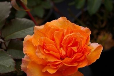 Edelrose Rosa Doris Tystermann® Teehybride kupfer-orange Duft+ 40 cm