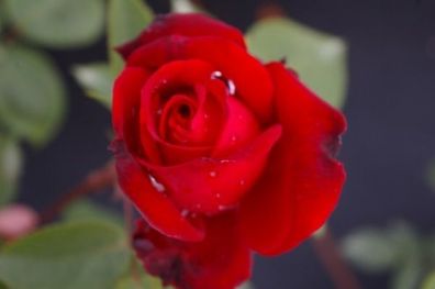 Edelrose Rosa Ruby Wedding® Teehybride & Moderne Rose rubinrot Duft+ 40 cm