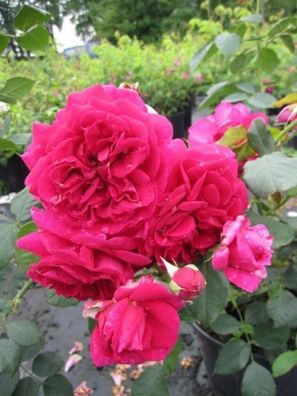 Rosa Wenlock® - Englische Rose Wenlock® karminrot Duft + + + 50 cm