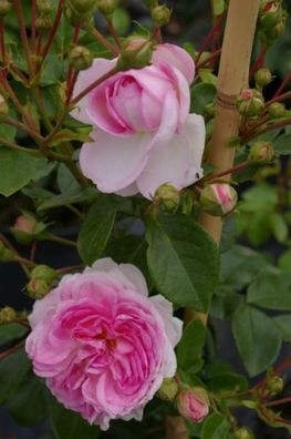 Kletterrose Rosa Jasmina® violett-rosa Duft + + Kordes-Rose - ADR-Rose