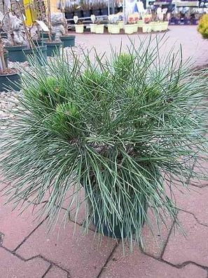 Kugelkiefer Pierrick Bregeon® - Pinus nigra Pierrick Bregeon® 20-25cm