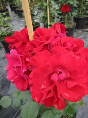 Kletterrose Rosa Santana® feurig-rot Duft+ - Tantau-Rose
