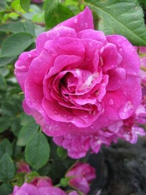 Parkrose Rosa rugosa Hansa® violettrot Duft + + + + 50cm
