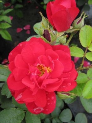 Parkrose Rosa Hansaland® leuchtend rot Duft- Kordes-Rose