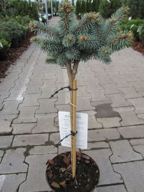 Picea pungens Glauca Globosa - Zwergblaufichte Stamm 40cm