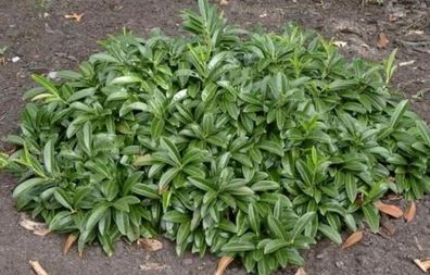 Prunus laurocerasus Mount Vernon - Kriechender Kirschlorbeer Mount Vernon -