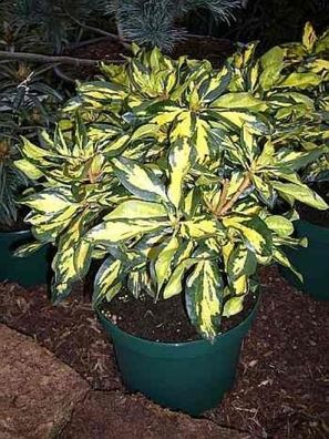 Rhododendron hybr. Blattgold IV - 30 - 40 cm