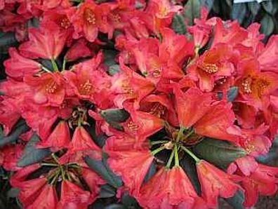 Rhododendron dichroanthum Maskarill