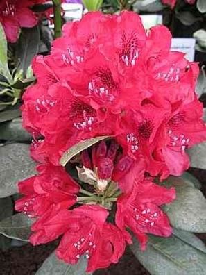 Rhododendron hybr. Carolin Scholz - 30 - 40 cm