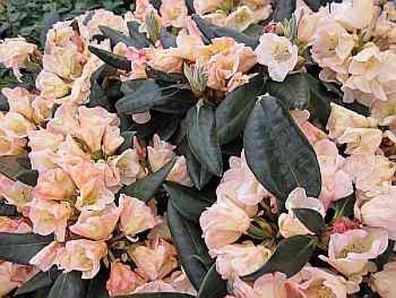 Rhododendron hybr. Aureolin - 30 - 40 cm