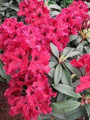 Rhododendron hybr. Brokat - 30 - 40 cm
