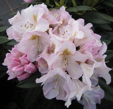 Rhododendron hybr. Brigitte - 30 - 40 cm