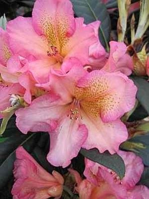Rhododendron hybr. Circus - 30 - 40 cm