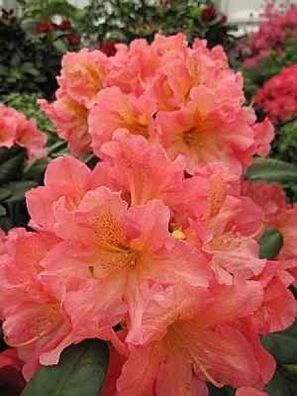 Rhododendron hybr. Dolcemente - 30 - 40 cm