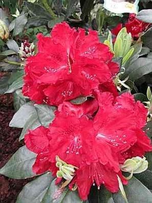 Rhododendron hybr. Cherry Kiss (R) - 30 - 40 cm