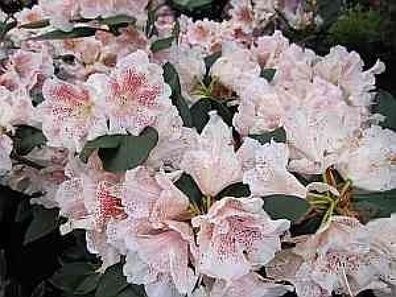Rhododendron hybr. Double Dots - 30 - 40 cm