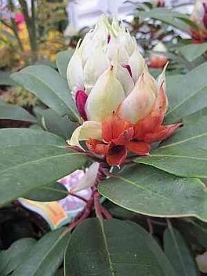 Rhododendron hybr. Hans Hachmann (R) - 30 - 40 cm