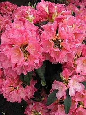 Rhododendron hybr. Henri Nannen - 30 - 40 cm