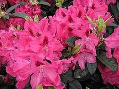 Rhododendron hybr. Concerto - 30 - 40 cm