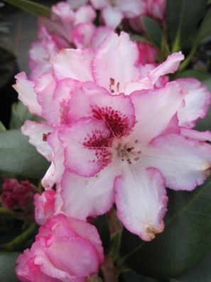 Rhododendron hybr. Hachmanns Charmant (R) - 30 - 40 cm