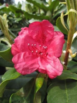Rhododendron hybr. Hachmanns Feuerschein - 30 - 40 cm