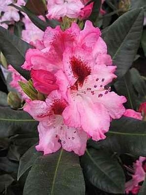 Rhododendron hybr. Holdrio - 30 - 40 cm