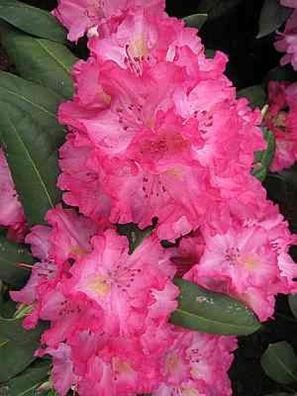 Rhododendron hybr. Lambada - 30 - 40 cm