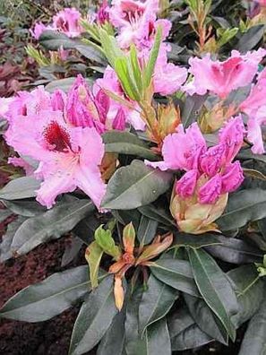 Rhododendron hybr. Kabarett (R) - 30 - 40 cm