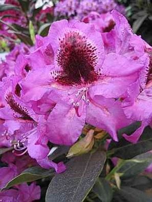 Rhododendron hybr. Kangaroo - 30 - 40 cm