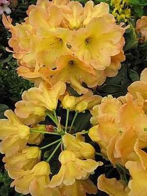 Rhododendron hybr. Macarena - 30 - 40 cm