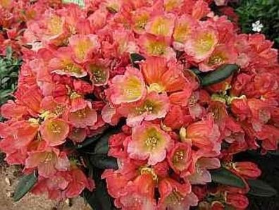 Rhododendron hybr. Malaga - 30 - 40 cm