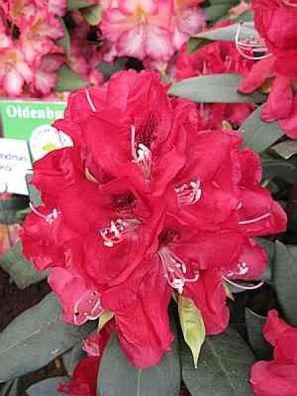 Rhododendron hybr. Karl Naue - 30 - 40 cm