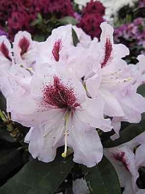 Rhododendron hybr. Maroon Sappho - 30 - 40 cm