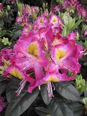Rhododendron hybr. Magic Eye - 30 - 40 cm