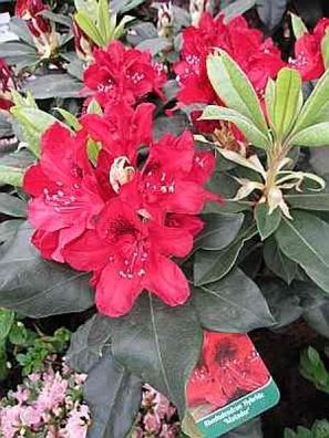 Rhododendron hybr. Matador - 30 - 40 cm