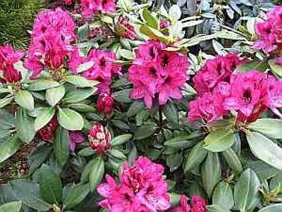 Rhododendron hybr. Mendosina - 30 - 40 cm
