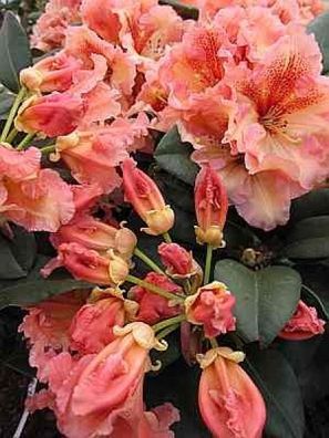 Rhododendron hybr. Mirabilis - 30 - 40 cm