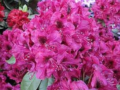 Rhododendron hybr. Olin D. Dobbs - 30 - 40 cm