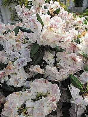 Rhododendron hybr. Prinses Maxima - 25 - 30 cm